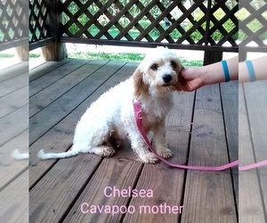 Mother of the Cavapoo puppies born on 06/16/2025