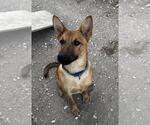 Small #5 Mutt