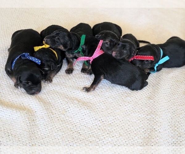 Medium Photo #1 German Shepherd Dog Puppy For Sale in OAK GROVE, OR, USA