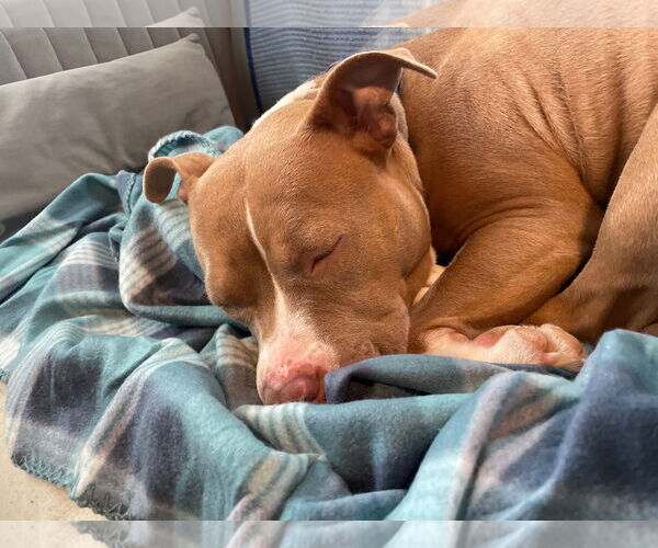 Medium Photo #9 American Pit Bull Terrier-Unknown Mix Puppy For Sale in Spring Lake, NJ, USA