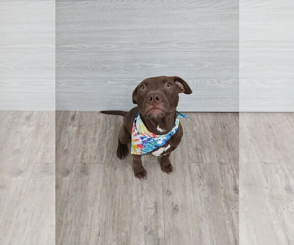 Medium Photo #2 Mutt Puppy For Sale in Murfreesboro, NC, USA