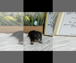 Small #4 Dachshund