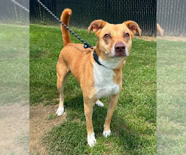 Medium Photo #5 Mutt Puppy For Sale in Evansville, IN, USA