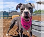 Small American Pit Bull Terrier