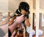 Puppy Camo Colar Rottweiler