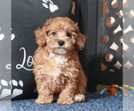 Small #1 Poodle (Toy)