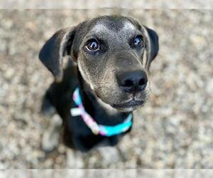 Labrador Retriever-Unknown Mix Dogs for adoption in Ames, IA, USA