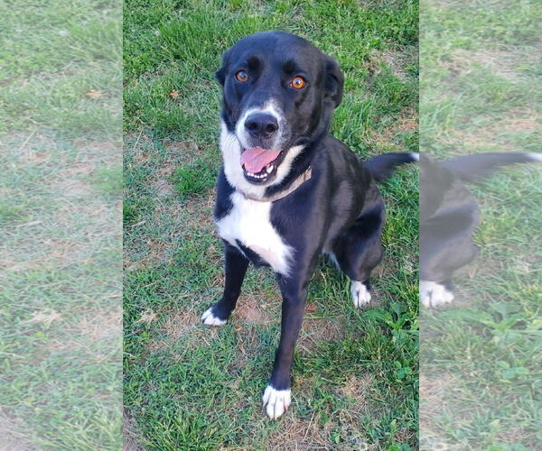 Medium Photo #1 Labrador Retriever-Siberian Husky Mix Puppy For Sale in Forest, VA, USA