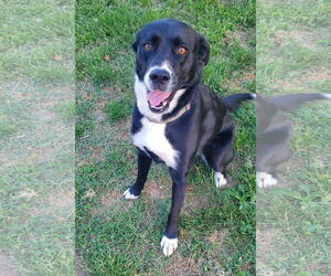Labrador Retriever-Siberian Husky Mix Dogs for adoption in Forest, VA, USA
