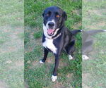 Small Labrador Retriever-Siberian Husky Mix
