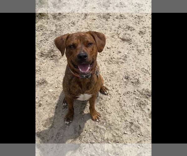 Medium Photo #5 Mutt Puppy For Sale in Holly Springs, NC, USA