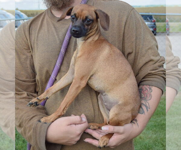 Medium Photo #2 Chiweenie Puppy For Sale in Huntley, IL, USA