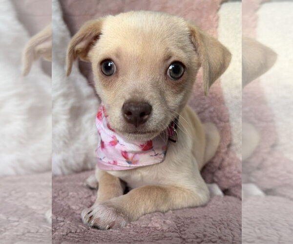 Medium Photo #3 Chihuahua-Unknown Mix Puppy For Sale in Clarkston, MI, USA