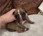 Small #11 Boxer