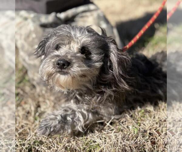 Medium Photo #3 Poodle (Miniature)-Unknown Mix Puppy For Sale in Yardley, PA, USA