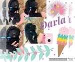 Image preview for Ad Listing. Nickname: Darla
