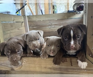 American Bully Puppy for Sale in RAVENEL, South Carolina USA