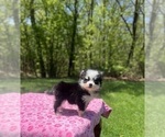 Small #4 Pomsky