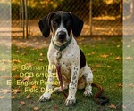 Small Pointer Mix