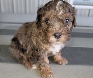 Poodle (Miniature) Puppy for sale in HURSHTOWN, IN, USA