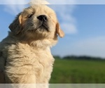 Small Photo #10 Golden Retriever Puppy For Sale in WOOSTER, OH, USA