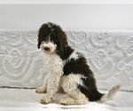 Small Photo #2 Poodle (Standard) Puppy For Sale in SUGARCREEK, OH, USA