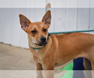 Labrador Retriever-Unknown Mix Dogs for adoption in Newport Beach, CA, USA