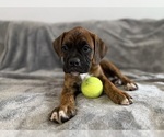 Puppy Smurf Boxer