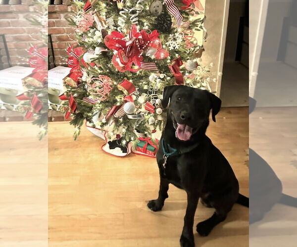 Medium Photo #7 Labrador Retriever-Unknown Mix Puppy For Sale in San Diego, CA, USA