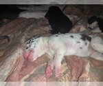 Small Photo #3 Great Dane Puppy For Sale in MARICOPA, AZ, USA