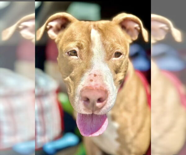 Medium Photo #5 American Pit Bull Terrier-Unknown Mix Puppy For Sale in Chester, NJ, USA