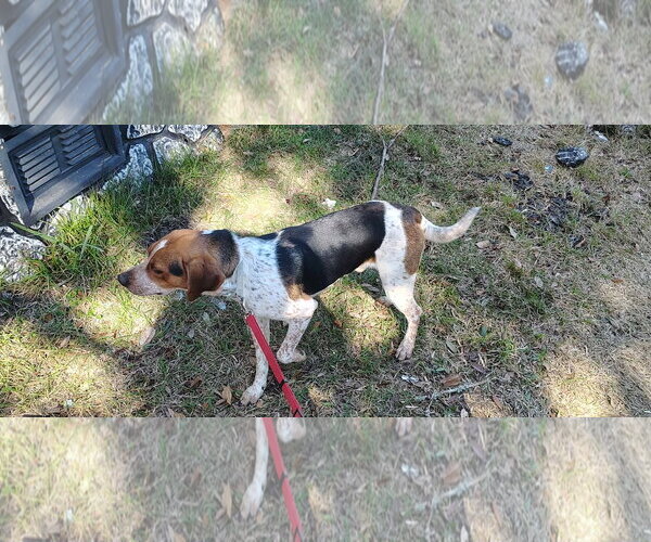 Medium Photo #3 Beagle-Unknown Mix Puppy For Sale in Tampa, FL, USA