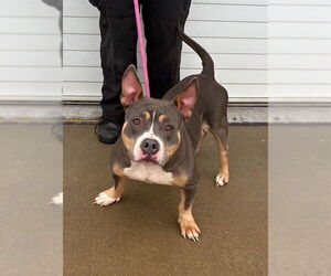 Mutt Dogs for adoption in Louisville, KY, USA