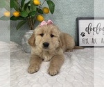 Small #2 Golden Retriever