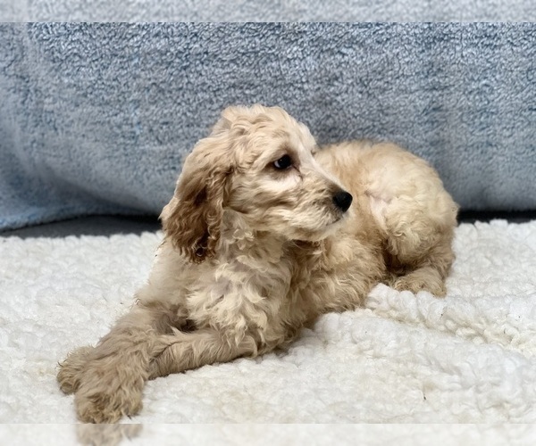 Medium Photo #4 Irish Doodle Puppy For Sale in DUNDEE, OH, USA