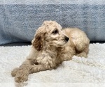 Small Photo #4 Irish Doodle Puppy For Sale in DUNDEE, OH, USA