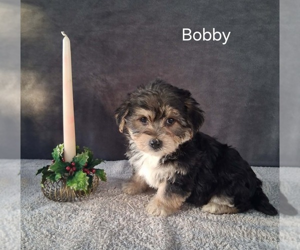 Medium Photo #2 Yo-Chon Puppy For Sale in MOUNT PLEASANT, MI, USA