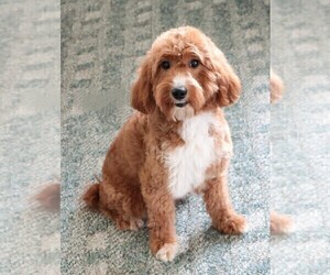 Mother of the Goldendoodle-Poodle (Toy) Mix puppies born on 04/12/2025