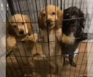 Cocker Spaniel Puppy for sale in BROOKLYN, NY, USA