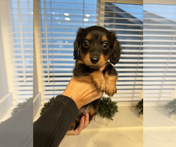 Medium Photo #7 Dachshund Puppy For Sale in SAN DIEGO, CA, USA