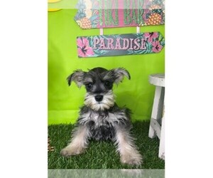Schnauzer (Miniature) Puppy for sale in LIBERTY, TX, USA