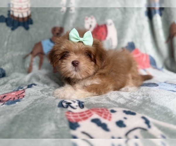 Medium Photo #3 Lhasa Apso Puppy For Sale in LAKELAND, FL, USA