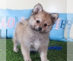Small #1 Pomeranian