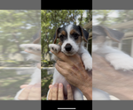 Puppy Trixie Jack Russell Terrier