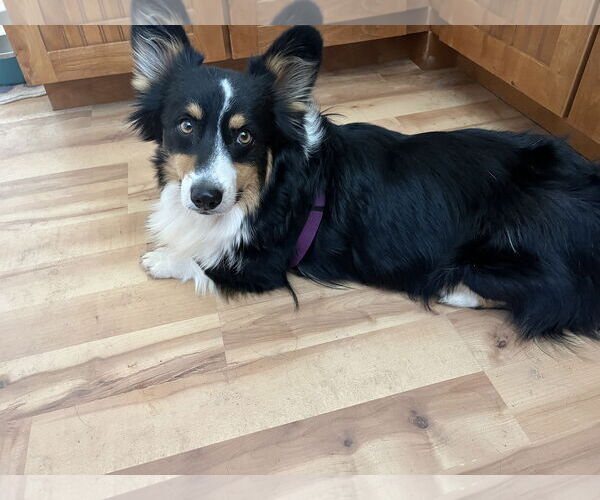 Medium Photo #3 Pembroke Welsh Corgi Puppy For Sale in Denver , CO, USA