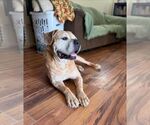 Small #8 Boxer Mix