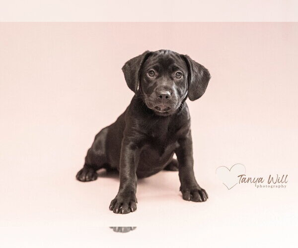 Medium Photo #2 Labrador Retriever-Unknown Mix Puppy For Sale in Greenville, SC, USA