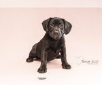 Small #1 Labrador Retriever Mix