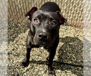 American Pit Bull Terrier Dogs for adoption in Palmetto, FL, USA