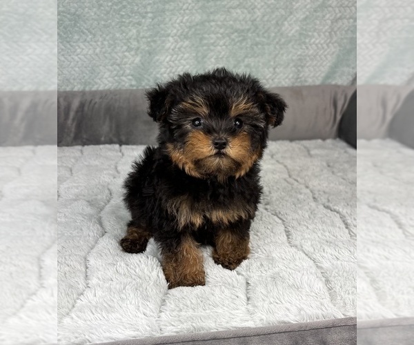 Medium Photo #3 YorkiePoo Puppy For Sale in FRANKLIN, IN, USA